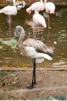 Body texture of gray flamingo 0021